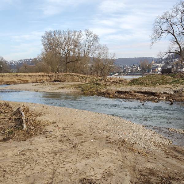 Studie Brutvogelvielfalt der Ahrmündung
